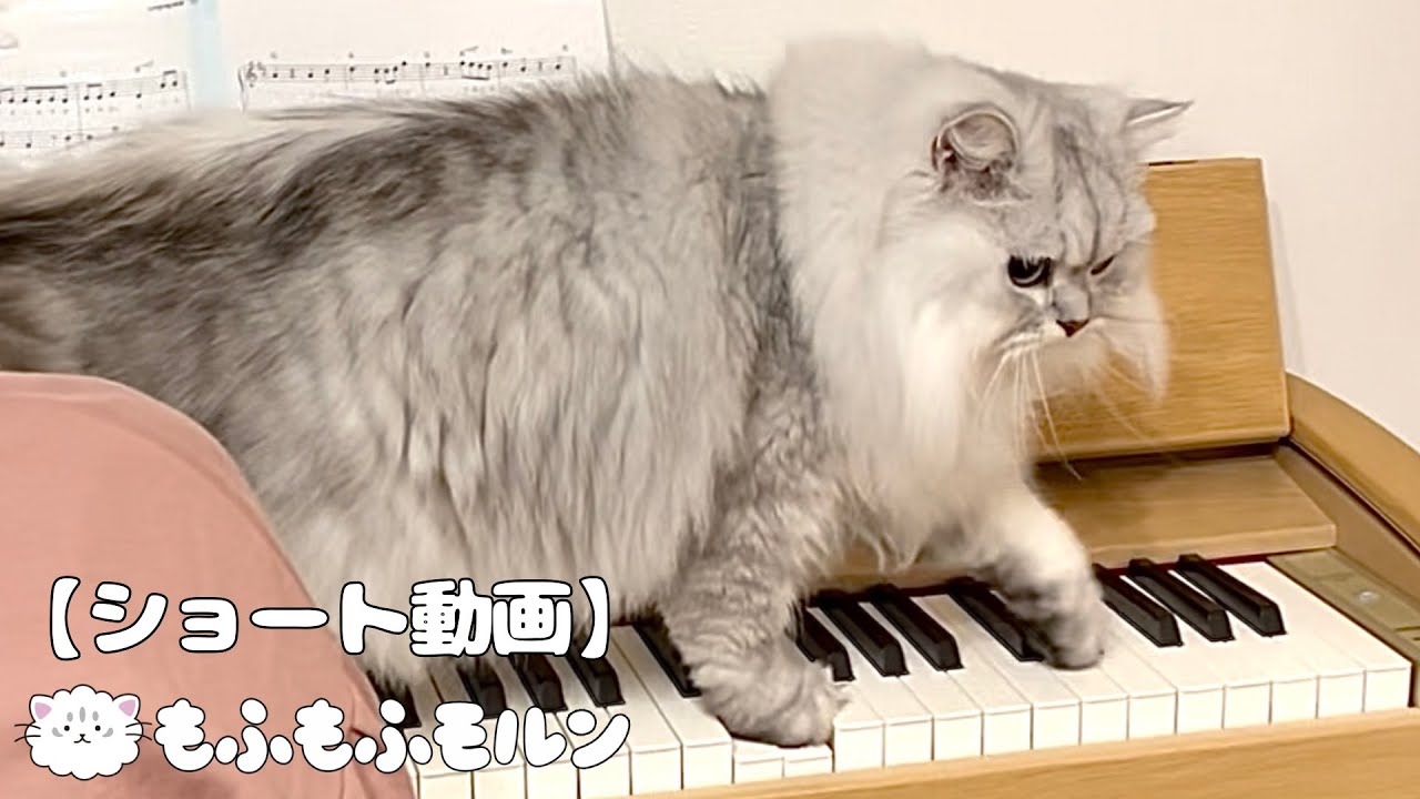 ピアノを奏でる猫 【サイベリアン】 #Shorts