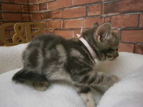 609776 アメリカンショートヘアー