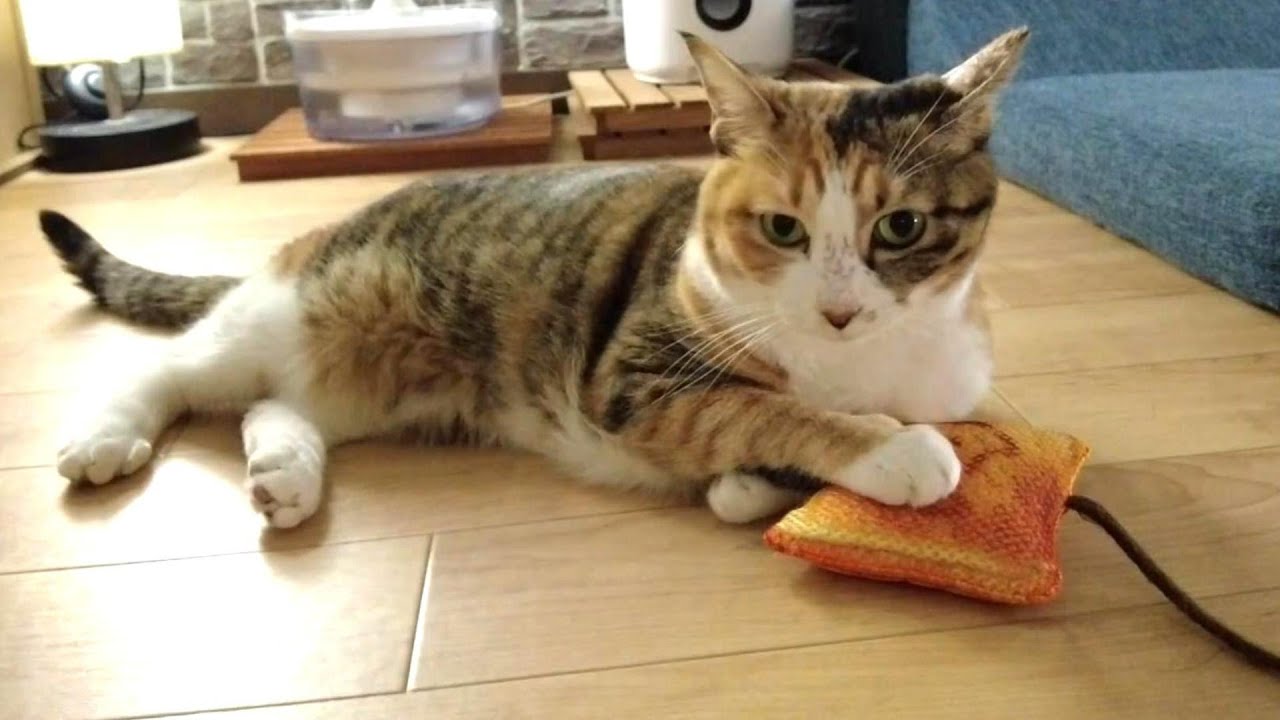 新入り子猫のお世話をする先住猫の日常