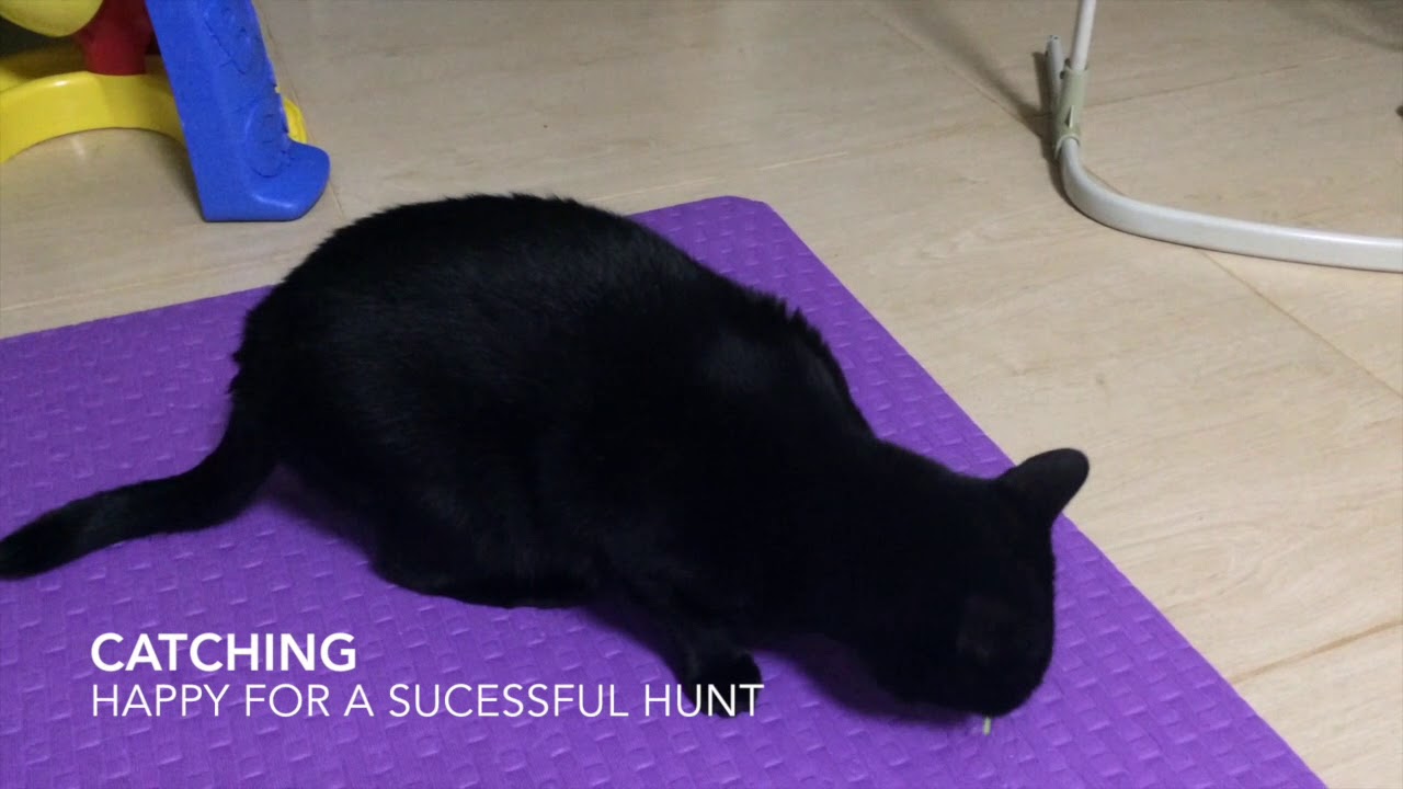 エルシック｜モトマウス