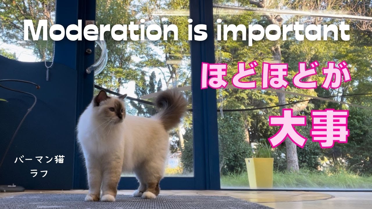 スポーツの秋やけどニャ【ほどほどが大事】Moderation is importan（バーマン猫）Birman/Cat