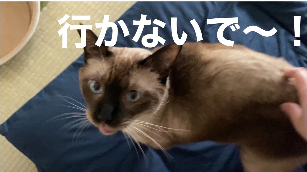 【鳴き声たっぷり！】元野良なのに飼い主に出かけてほしくない保護猫のアピールが凄い