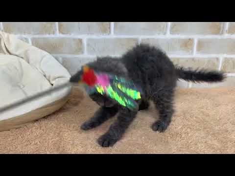 セルカークレックス♂5/17