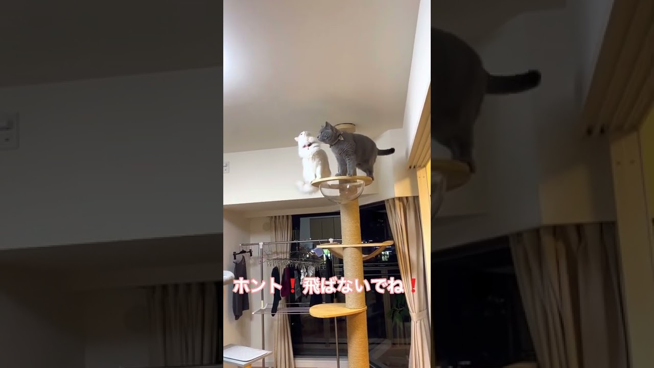 シャルトリュー&オッドアイ