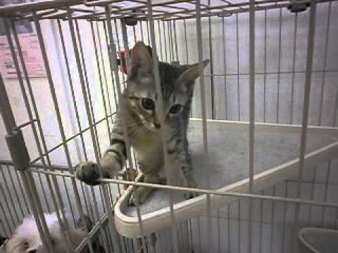 オシキャットの赤ちゃん２