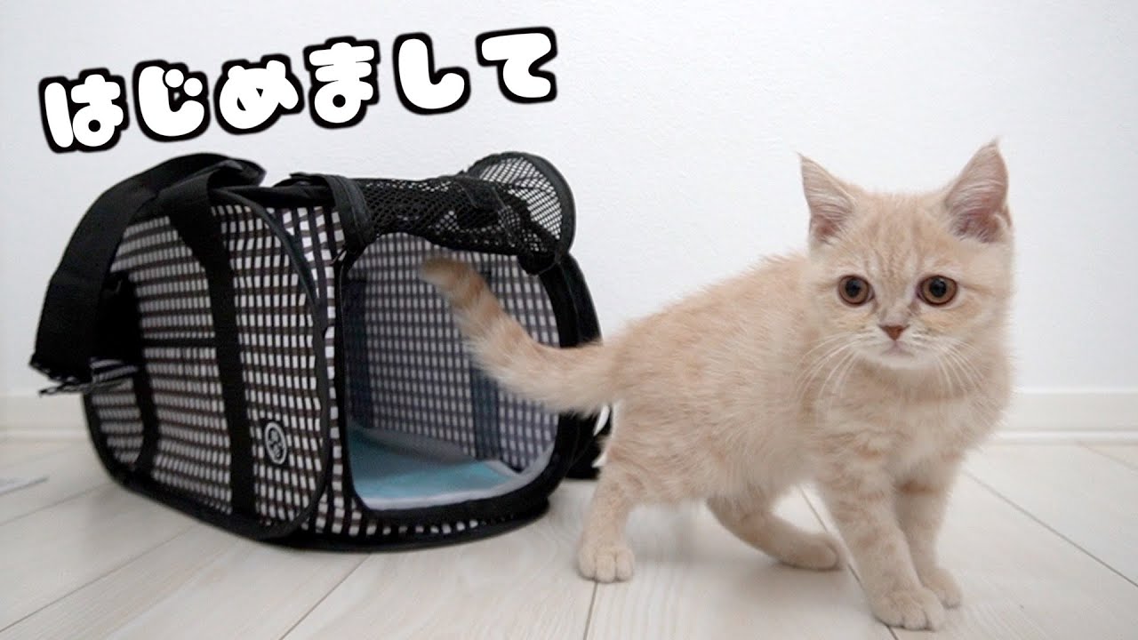 子猫がうちにやってきた！【ブリティッシュショートヘア】