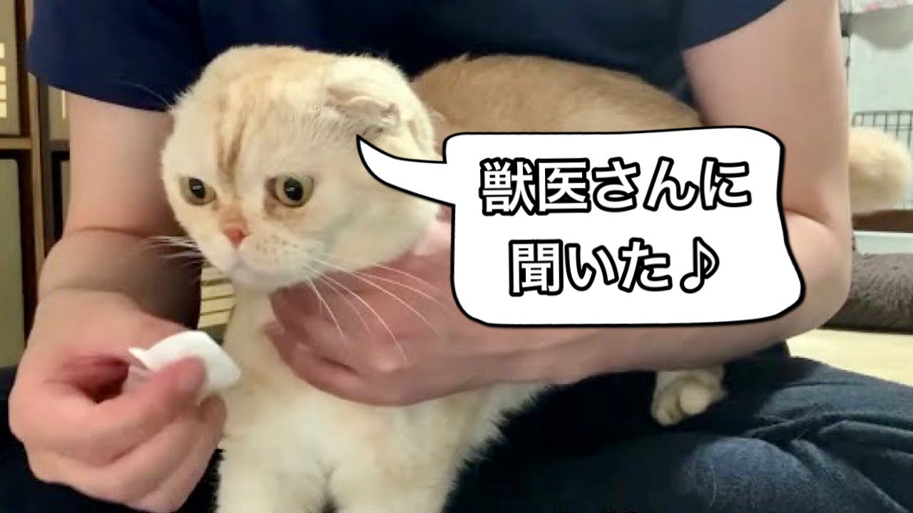 垂れ耳スコ、耳掃除の仕方がこちら（スコティッシュフォールド）
