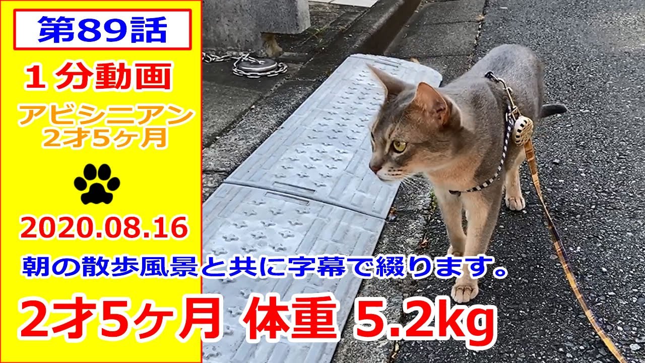 猫と散歩 アビシニアン (毎日の散歩) #89