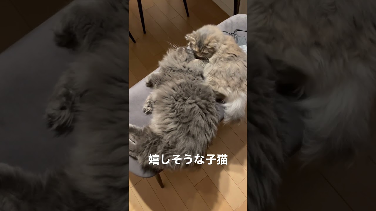 父猫の昼寝を邪魔する子猫🐱 #ラガマフィン