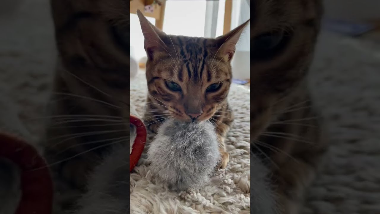 【#shorts】かわいいベンガル猫の色んな表情part1😊
