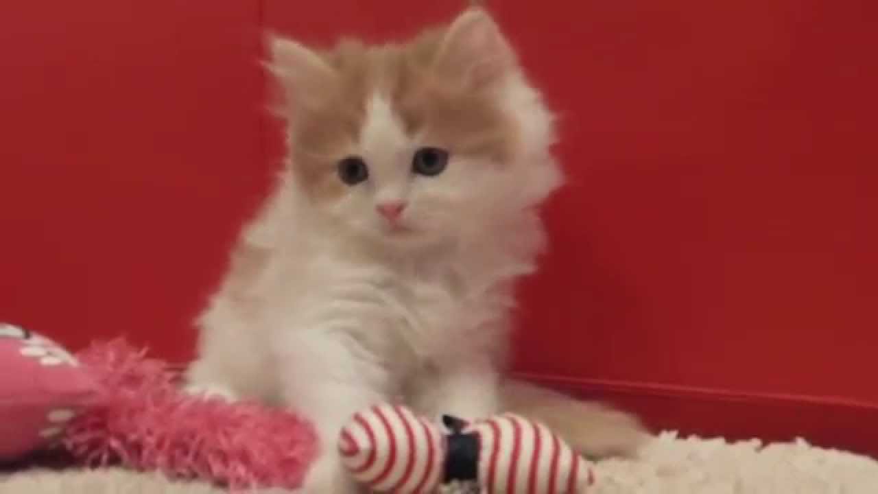 スコティッシュフォールドの子猫｜2014.9.25産まれＡ♂