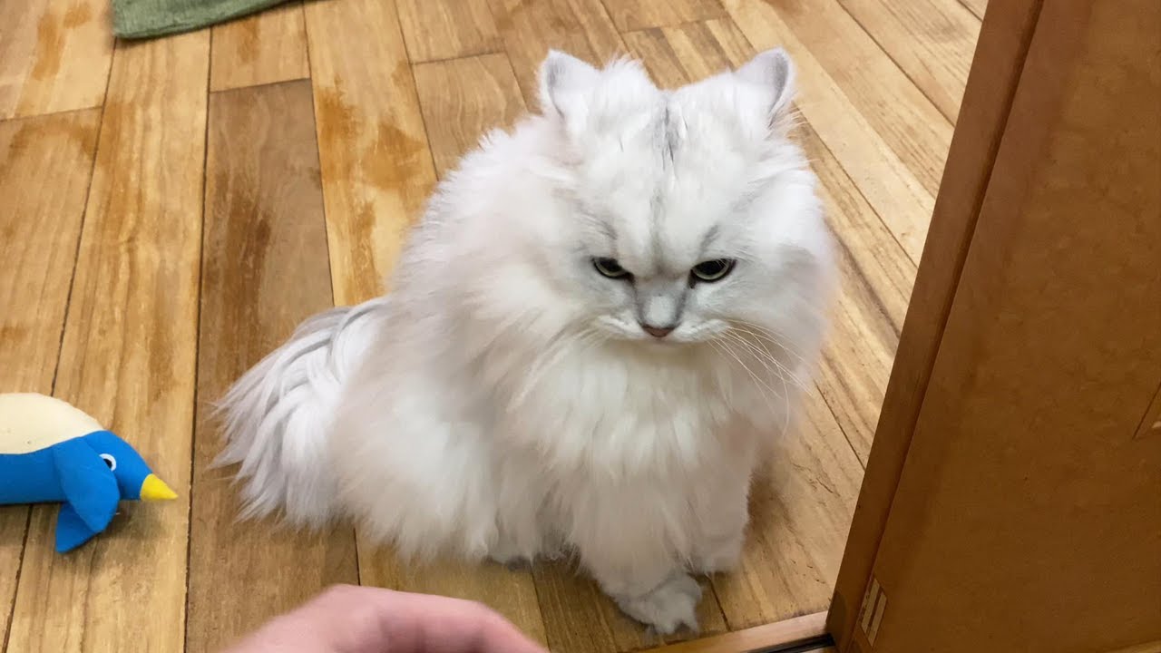 地震に恐怖しイカ耳になるペルシャ猫
