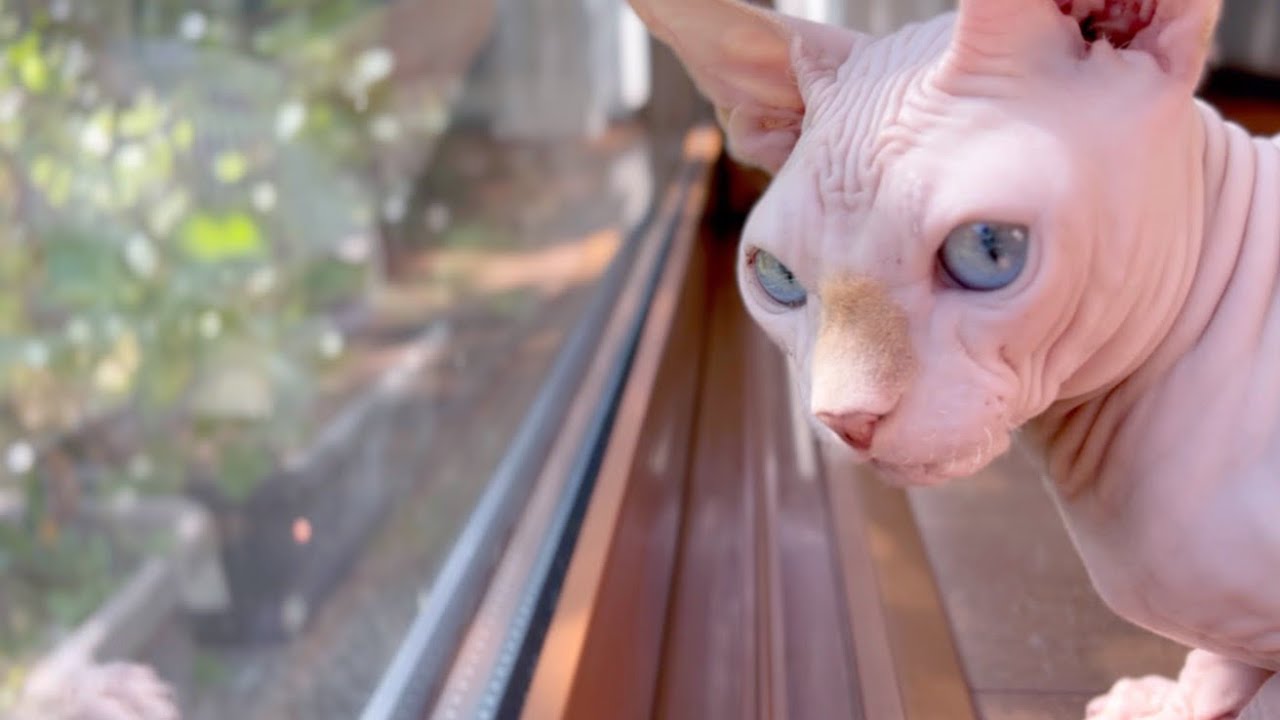 猫が「ケケケ」と鳴くことをクラッキングというそうですが聞いたことがない方はコチラからどうぞ