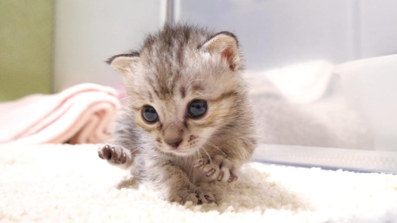 眠たいけど独りぼっちは嫌だと子猫が慌てて兄妹を探して部屋を探し回る【赤ちゃん猫　保護猫】