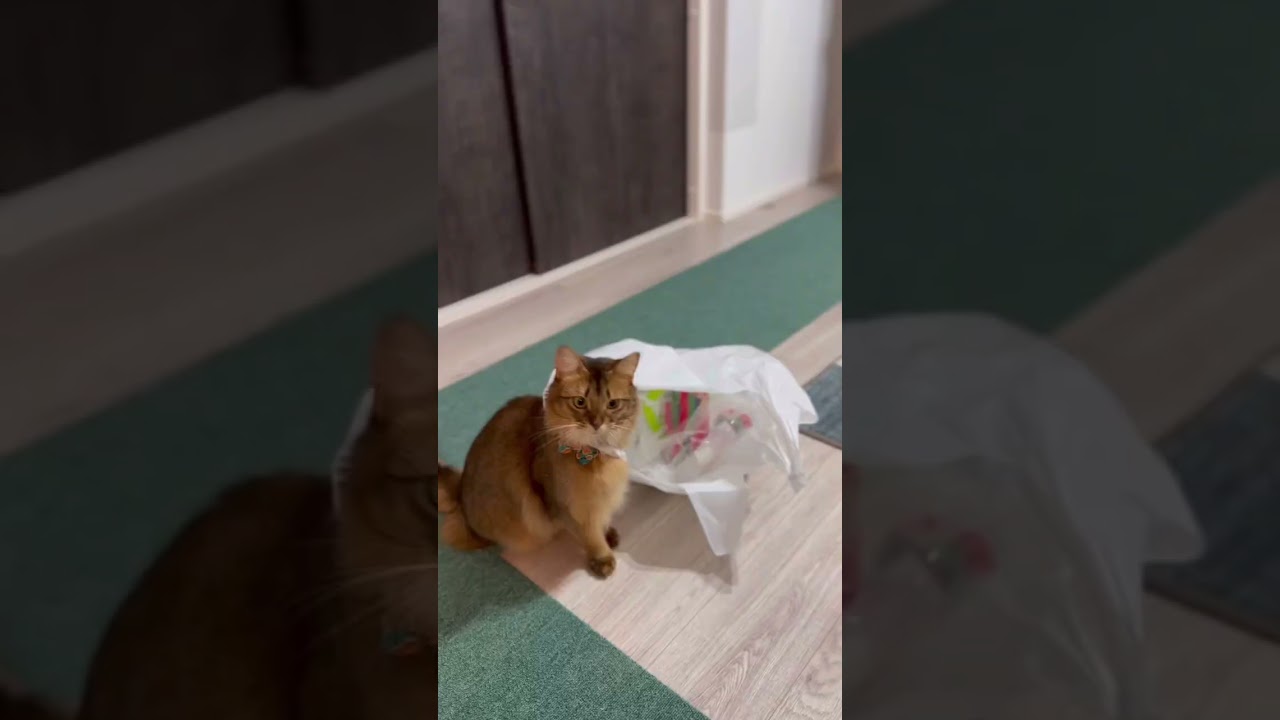 特殊能力を持て余す猫