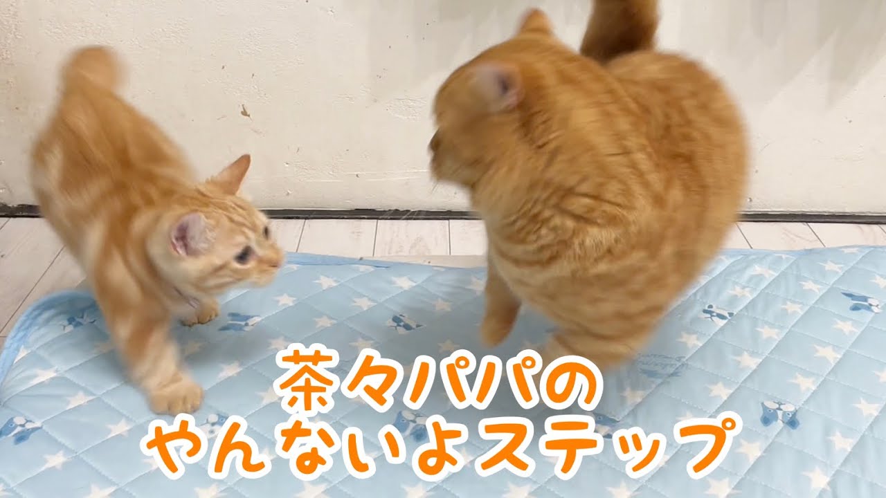 まさか！子猫のちゃーぼーにシャー！されたマンチカンの茶々パパ！
