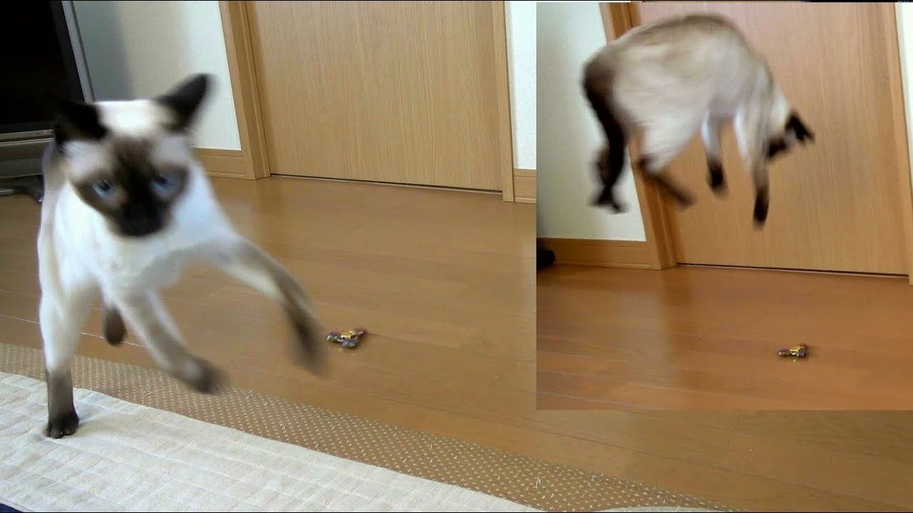 初めてのハンドスピナーに大はしゃぎし過ぎるシャム猫🐈🐾