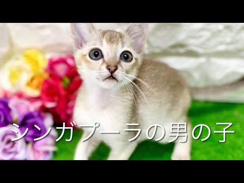シンガプーラの子猫　（和歌山）