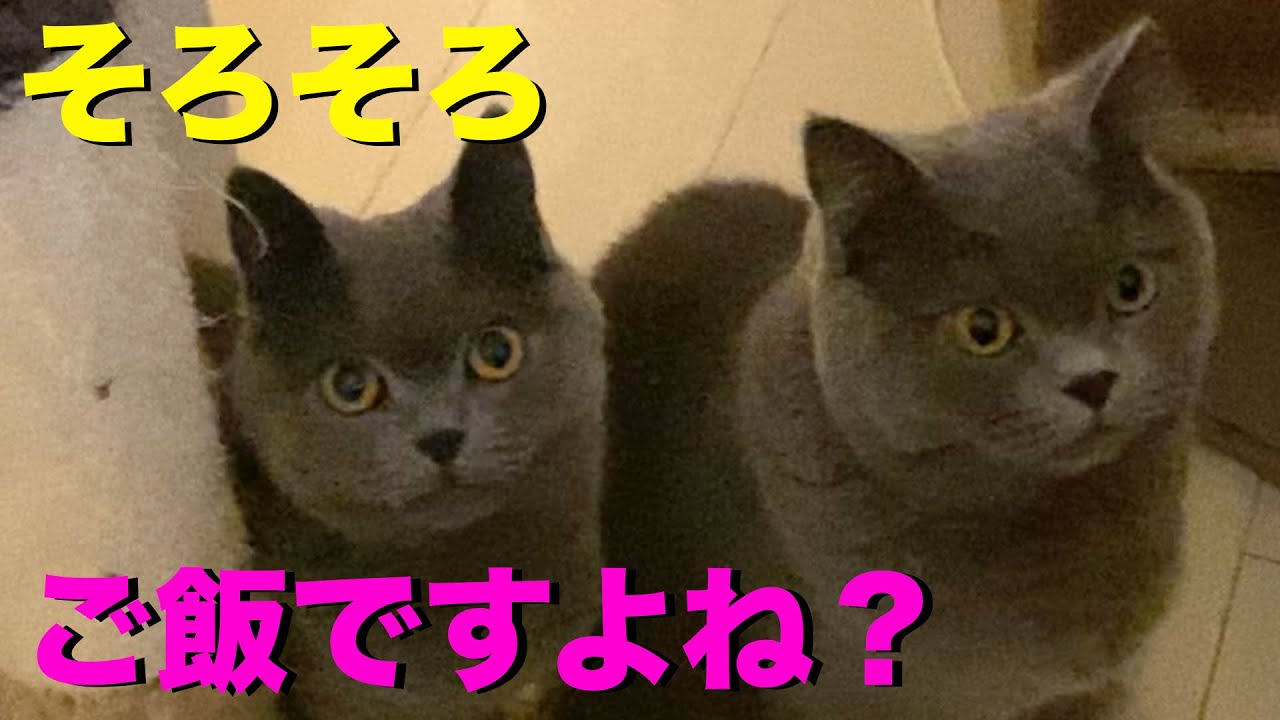 食いしん坊猫 VS 自動給餌器【ブリティッシュショートヘア】