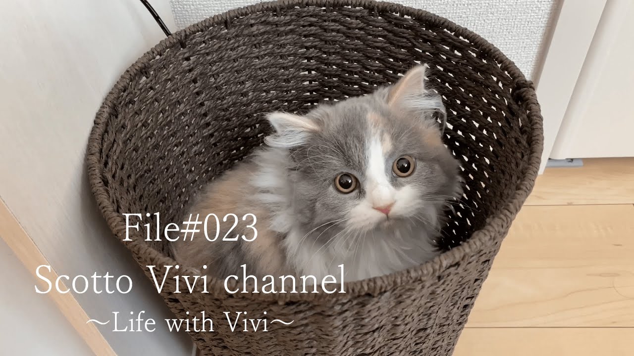 File#023～長毛スコティッシュフォールドとゴミ箱遊び～Life with cat