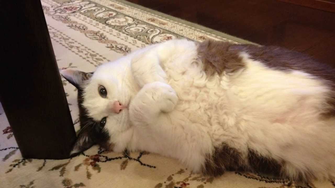 日本猫「ハナ」手丸め猫かわいいーー Hana the cat loves rubs