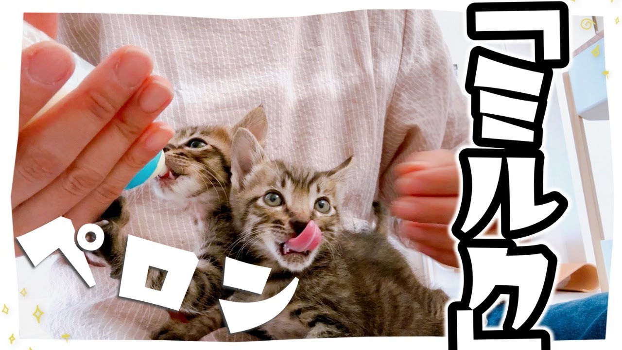 【子猫】まだまだ哺乳瓶でミルクが飲みたいです【保護猫生活41日目】