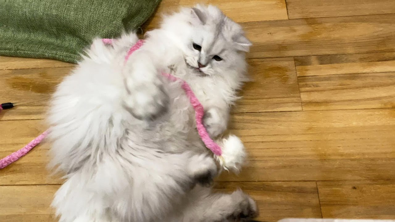 ふわふわすぎるペルシャ猫【ふわふわvsふわふわ】