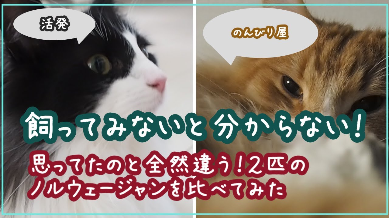 ノルウェージャンフォレストキャットとは？で調べた結果と全然違った！？２匹のノルウェージャンフォレストキャットを比べてみた