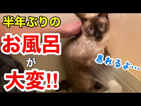 シャム猫を半年ぶりにお風呂に入れたら大変なことに…！