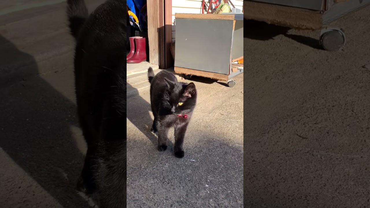 ラブラブキャット💓黒猫ボンベイの福ちゃんは女の子です。呼んだら駆け寄ってきます。