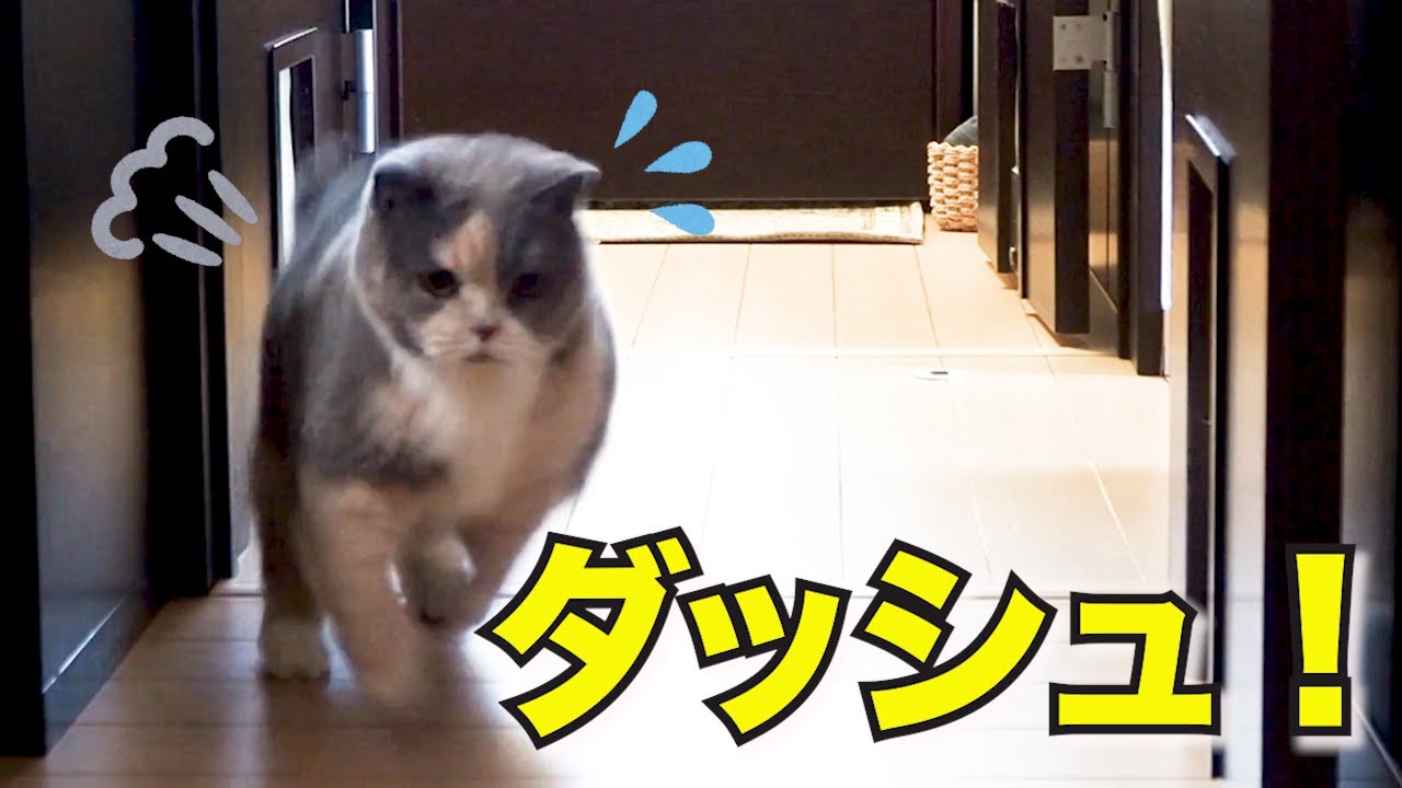 ひかるおもちゃ「LEDポインター」が凄かった！！｜セルカークレックス｜ブリティッシュショートヘア