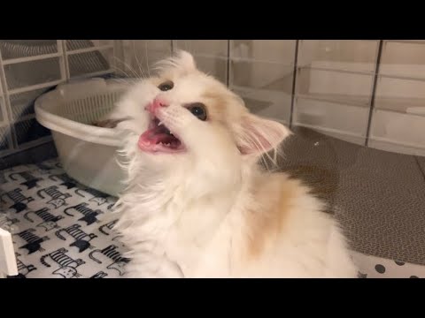 ヤンチャな子猫におしおきしたらギャン鳴きされた！【スコティッシュフォールド】しつけ