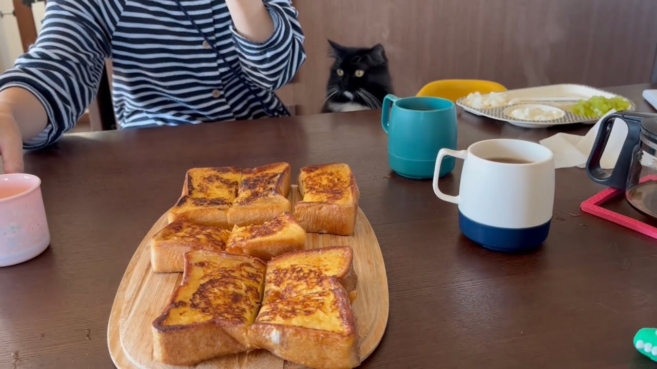 家族の朝食時、当たり前のように決まった位置に座る猫　ラガマフィン　A cat with a fixed position for eating