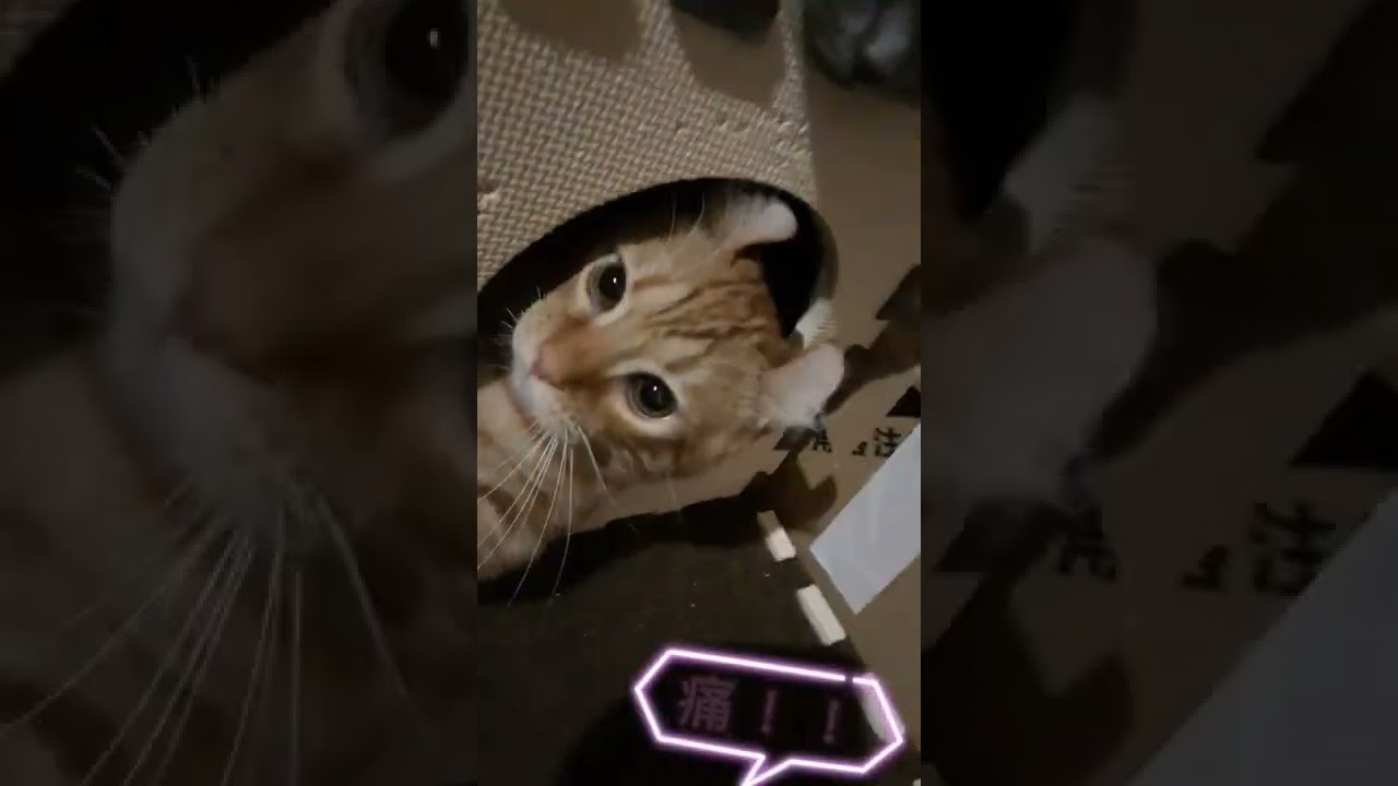 調子に乗った結果は。#スコティッシュフォールド#マンチカン #キンカロー