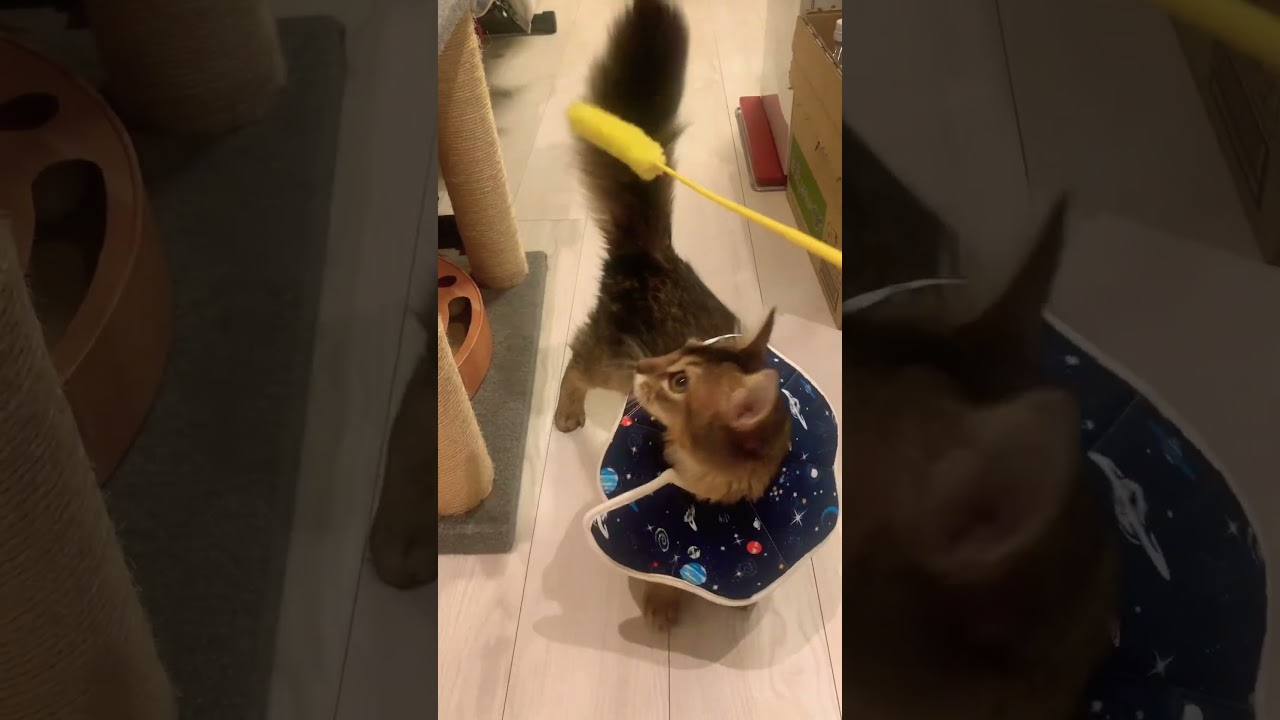 スカッちゃうおててがかわいい猫 #ソマリ #しっぽ吸い