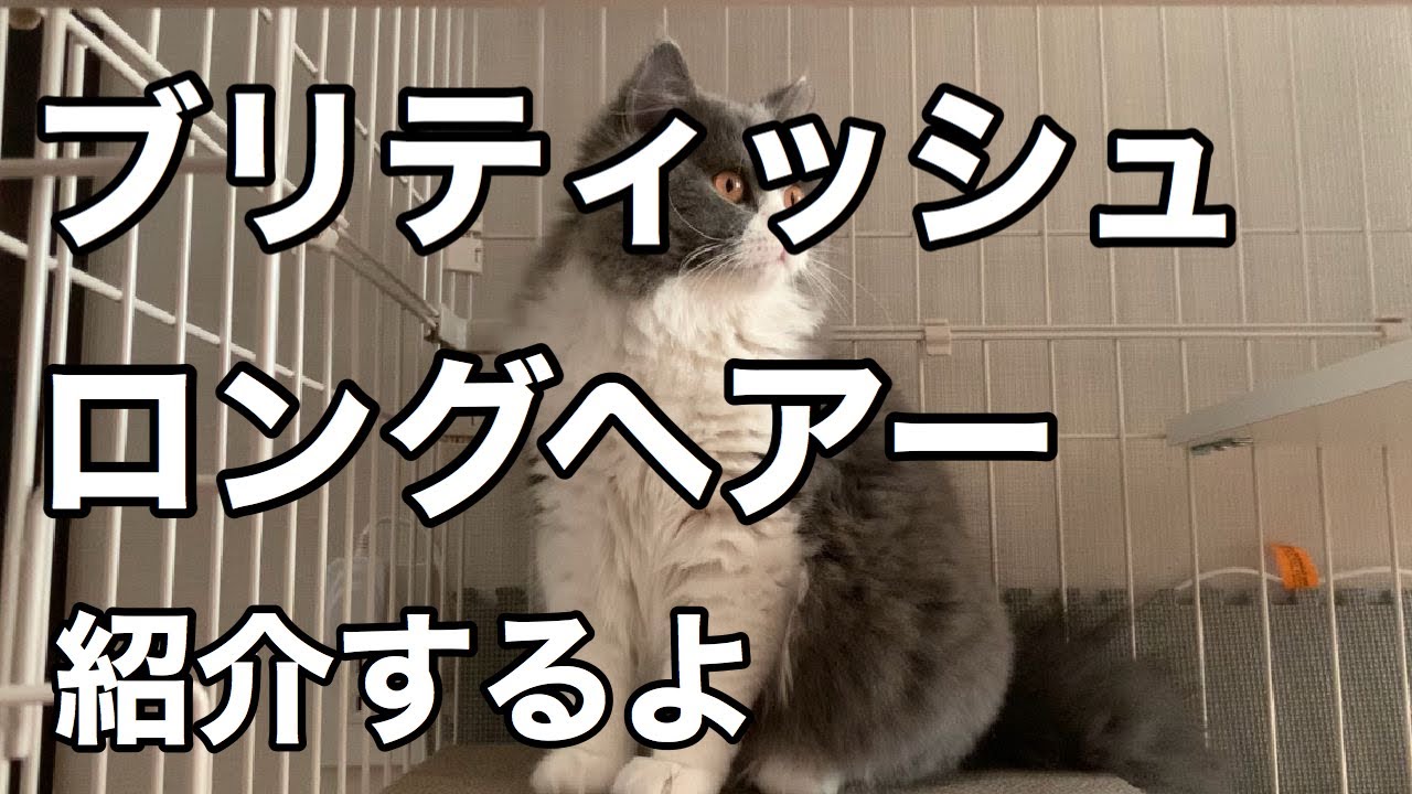 スコティッシュでもマンチカンでもない！【もなこチャンネル】