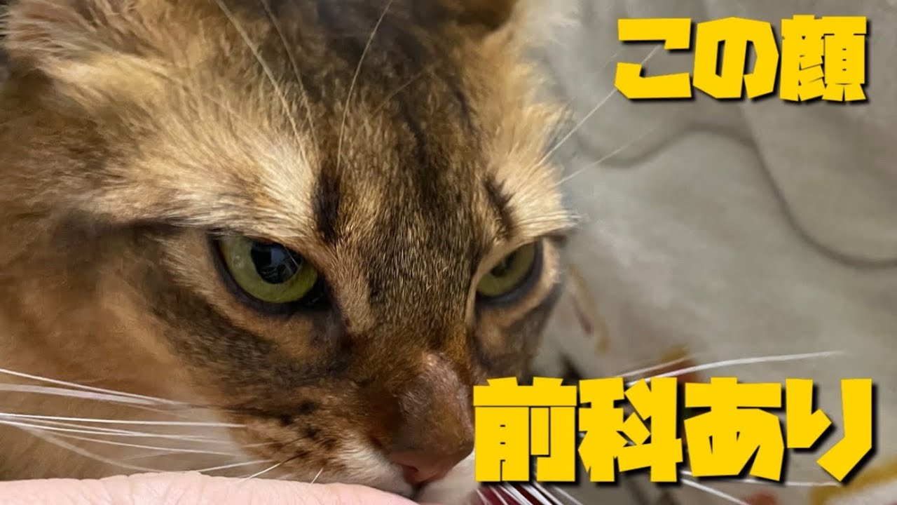 【猫パンチ】言葉より先に手が出るソマリとアビシニアン