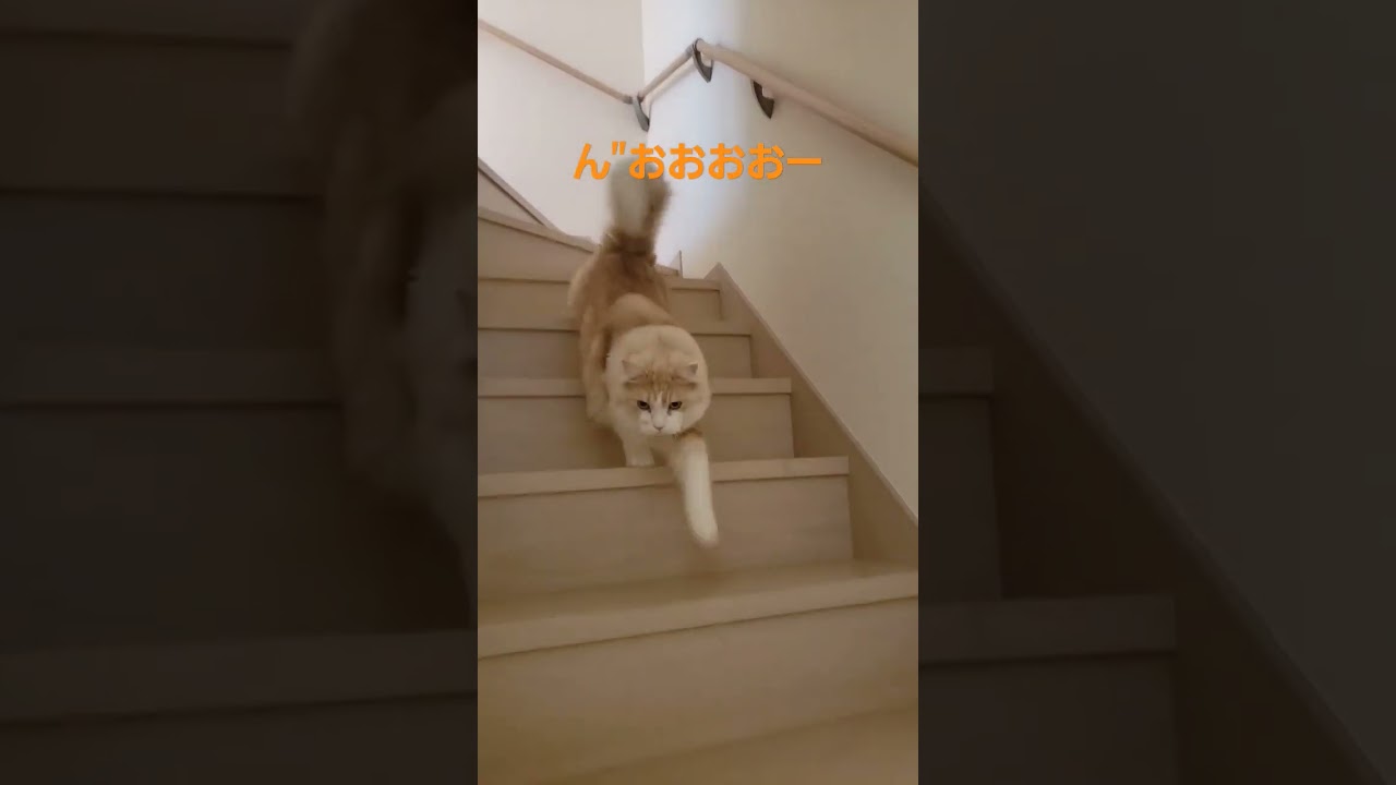 【メインクーン】「ごはん」を覚えた猫はこうなる【Maine coon】