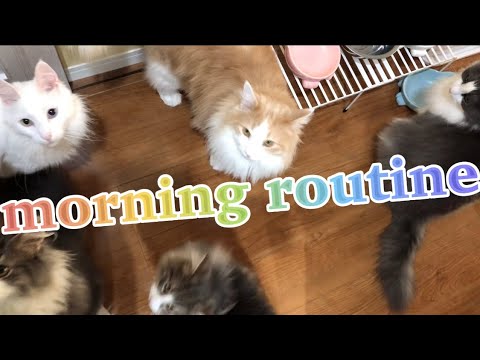 【morning routine】ターキッシュアンゴラとノルウェージャンのモーニングルーティーン☀️