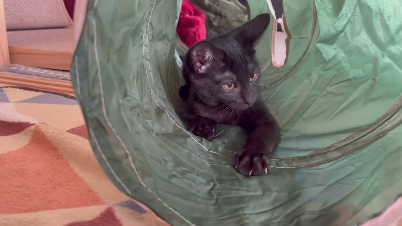 【黒猫】新しいトンネルに喜びが爆発！！【保護猫/日本猫/子猫】