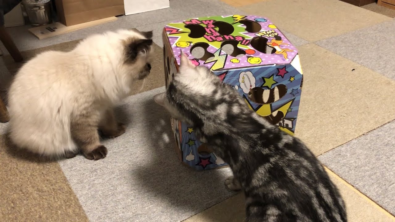 【ヒマラヤン】先住猫に遊び方を教えてもらう新入り猫【アメショ】
