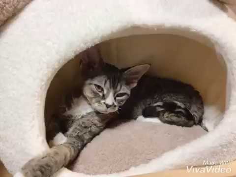 【ニュージーランド生まれのデボンレックスの男の子】