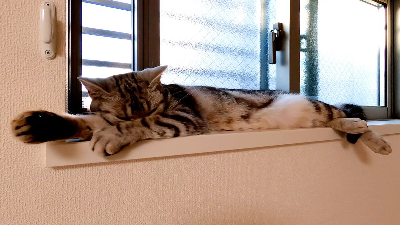 ニャルソックをさぼって窓際でくつろぐ猫【アメリカンショートヘアー】