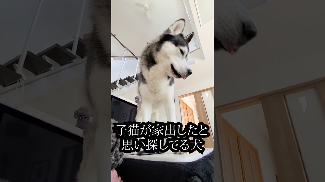 子猫が家出したと思い必死に探してるハスキー犬がこちら...