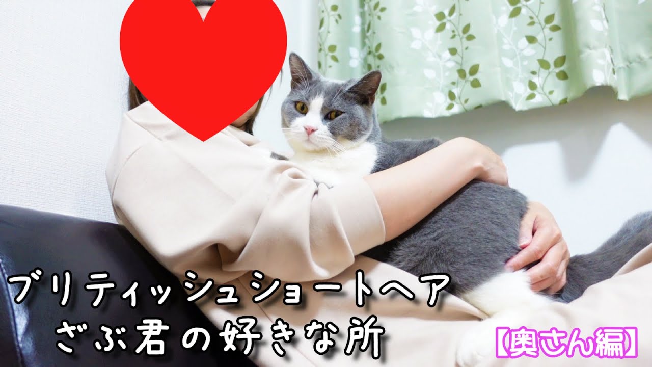 ブリティッシュショートヘアざぶ君の好きな所を紹介する動画です＾＾【奥さん編】