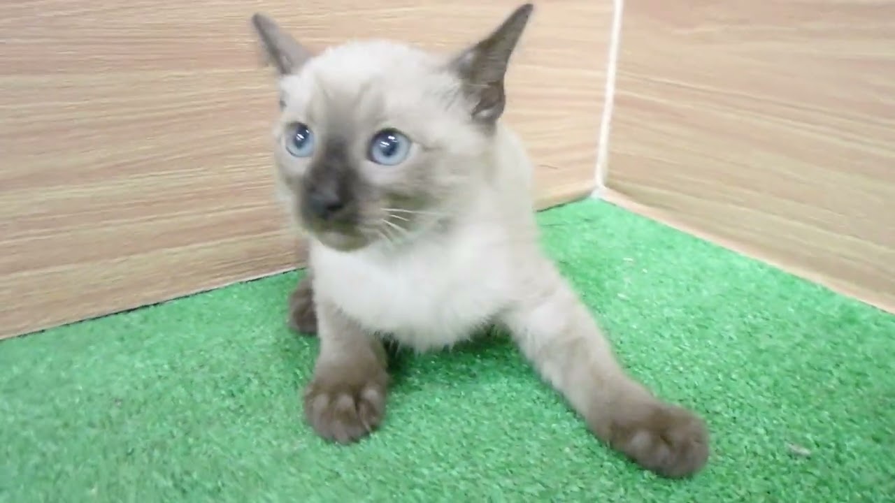 00600503 トンキニーズ