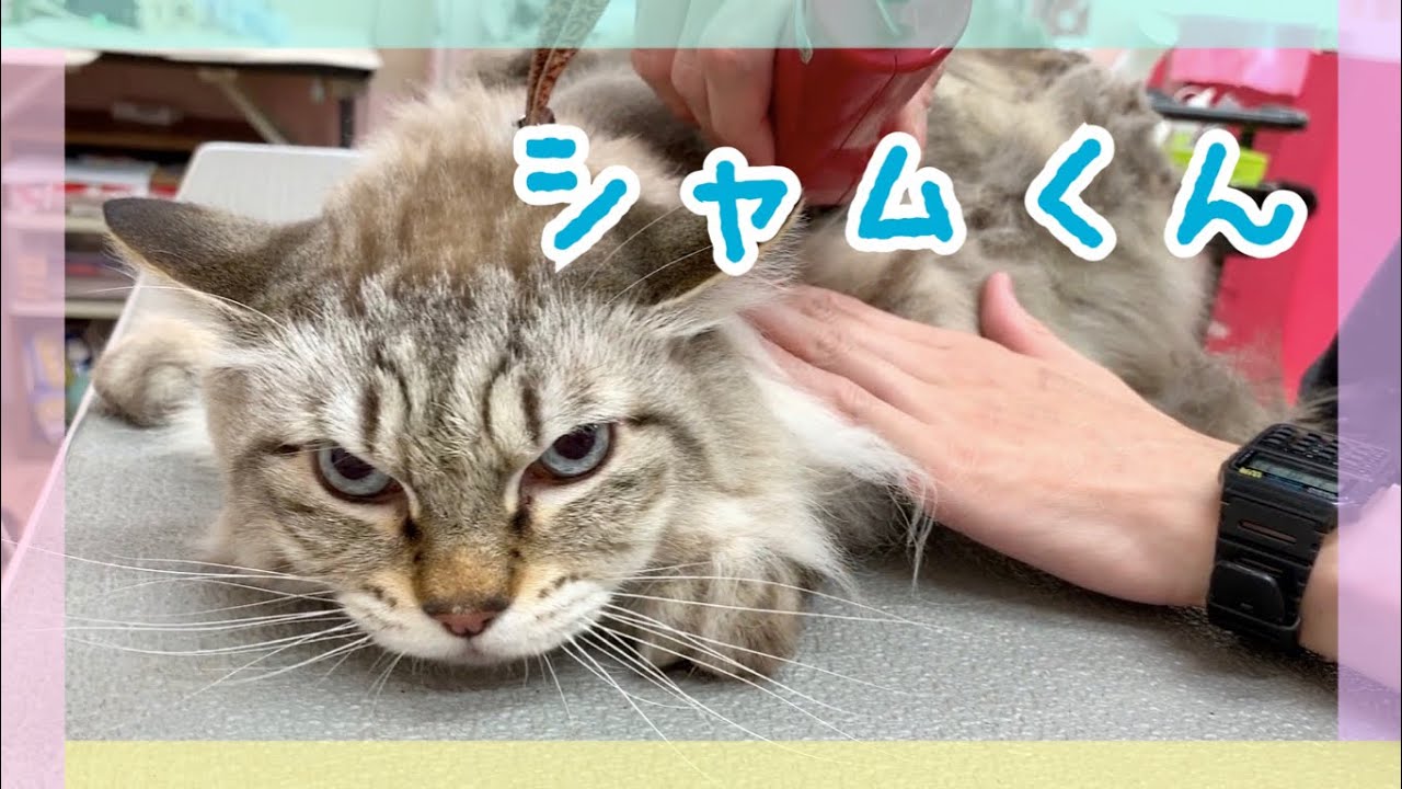 シャムくん（猫）のシャンプーカットの様子【ペットケアサロンAnneve 大阪市旭区高殿】