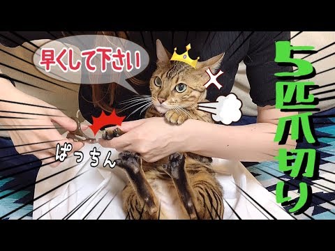 5匹のベンガル猫の爪切りをしたら個性が爆発！