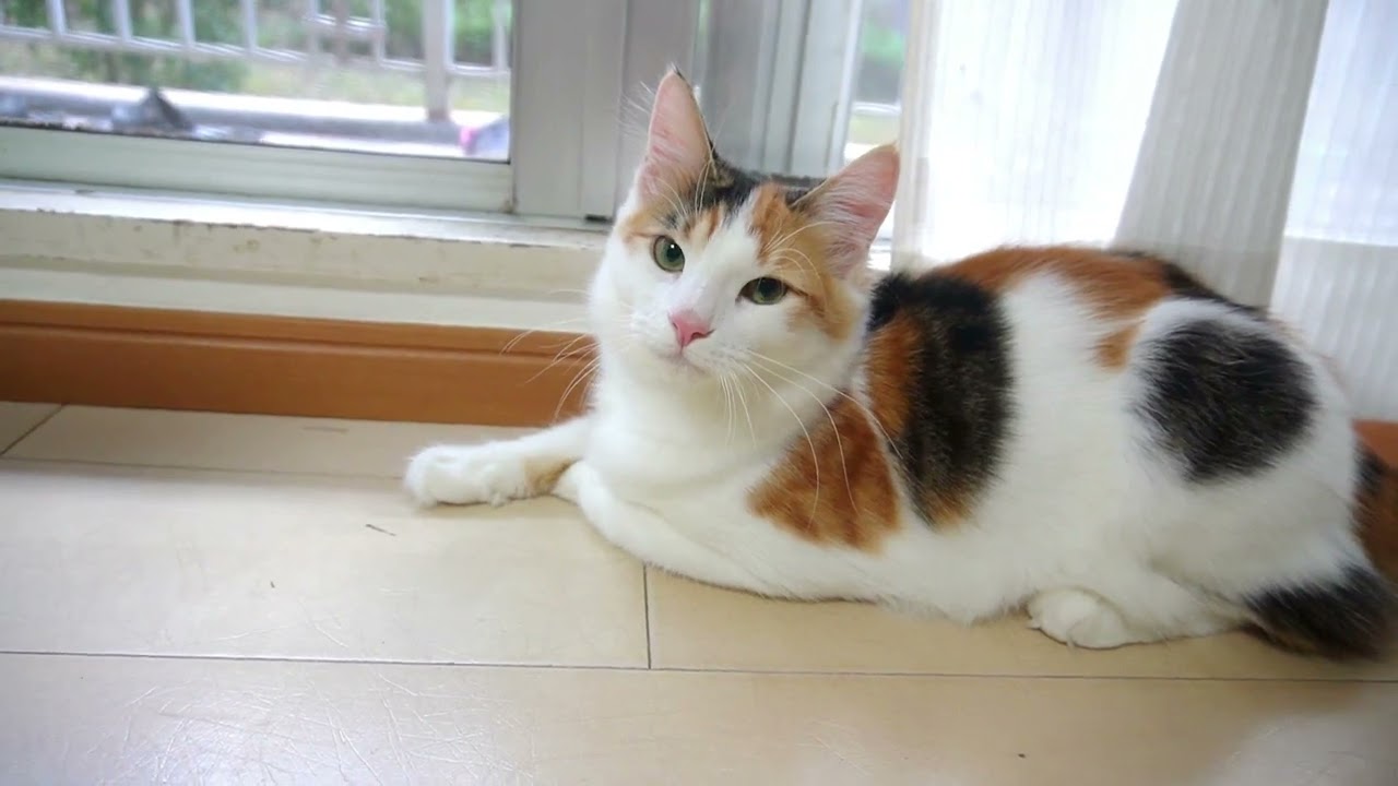 ついに猫の本領発揮し始めました【ノルウェージャンフォレストキャット】