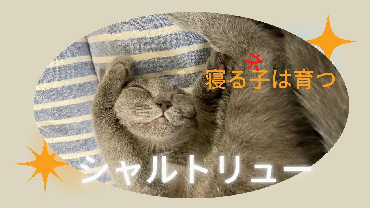 【シャルトリュー女の子の紹介です】ブリーダーさん家で優しく暖かく育て上げています